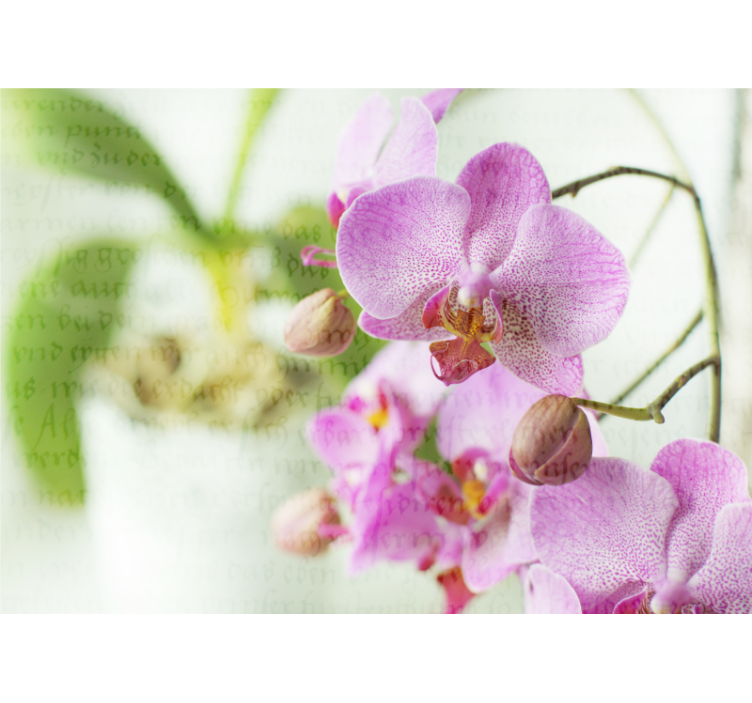 Estor enrollable salón orquídea con texto - TenVinilo