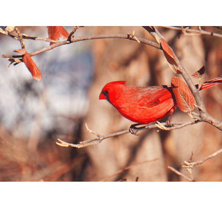 Estor enrollable salón pájaro rojo hermoso en hojas - TenVinilo