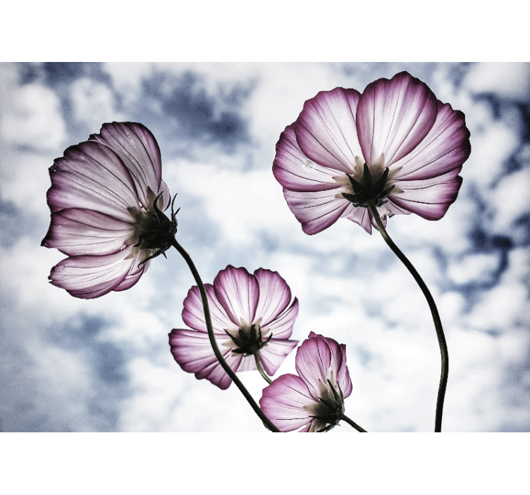 Estor enrollable salón diseño de flor cosmos púrpura - TenVinilo