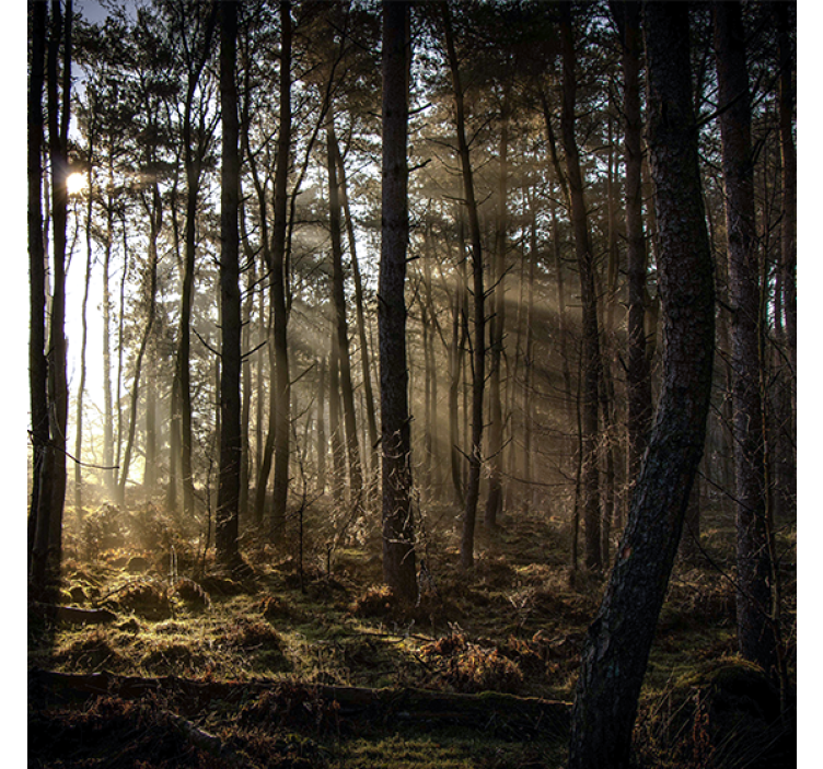 Estor enrollable salón amanecer en el bosque - TenVinilo