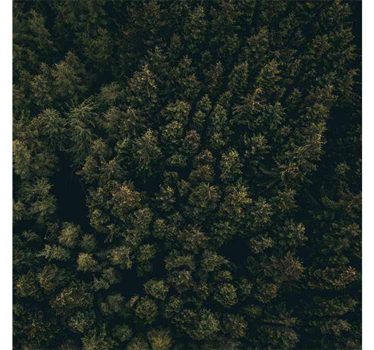 Estor enrollable salón vista aérea naturaleza pinos - TenVinilo