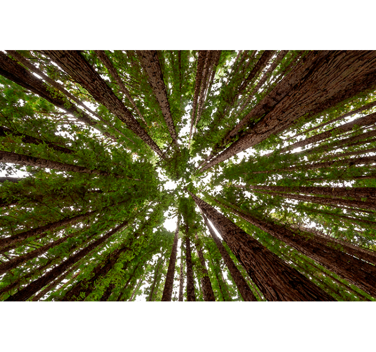 Estor enrollable árboles diseño de dosel alto - TenVinilo