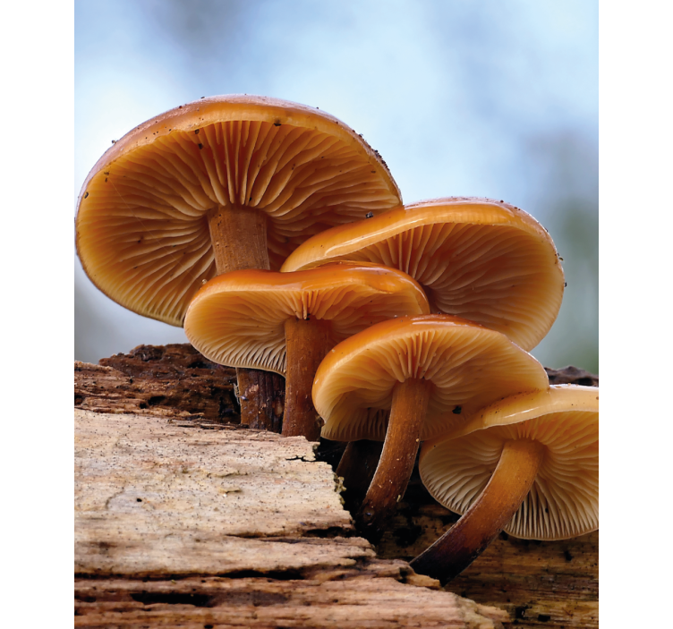 Estores enrollable flores crecimiento de hongos - TenVinilo