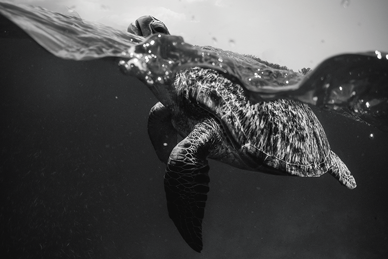 Mantel individual patrón escena submarina de tortugas - TenVinilo