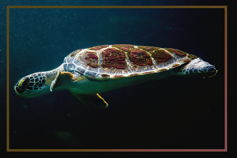 Mantel individual original paisaje acuático de tortugas - TenVinilo