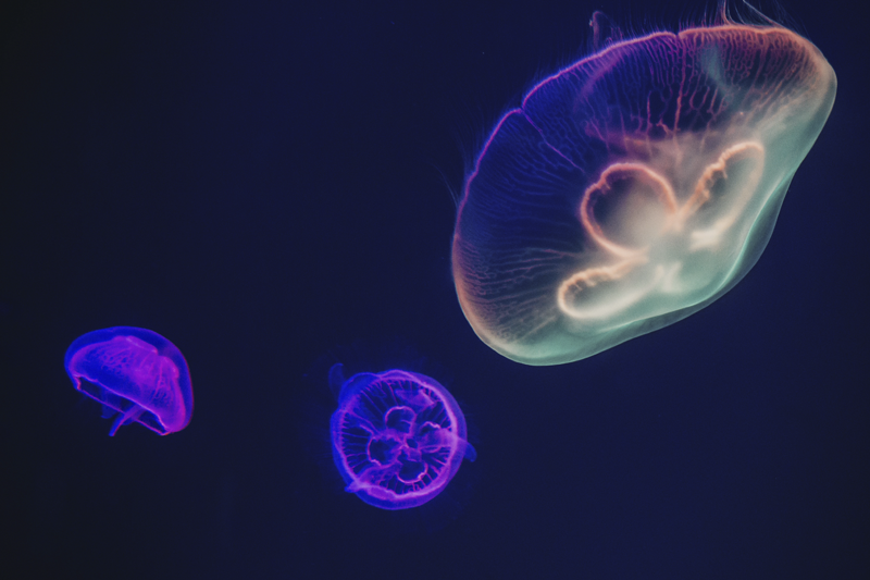 Mantel individual personalizable tema medusas coloridas - TenVinilo