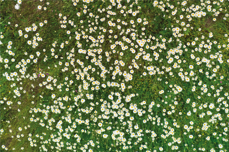 Mantel individual patrón flores frescas - TenVinilo