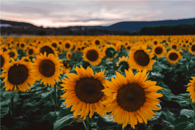 Mantel individual original campo de girasoles - TenVinilo