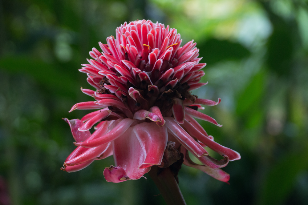 Mantel individual original arreglo floral tropical - TenVinilo