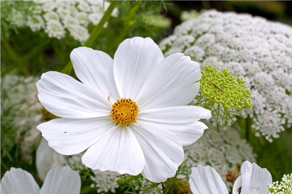 Mantel individual original flor blanca elegante - TenVinilo