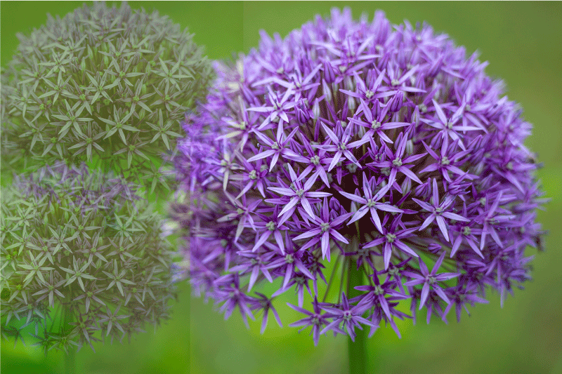 Mantel individual patrón flores moradas vibrantes - TenVinilo