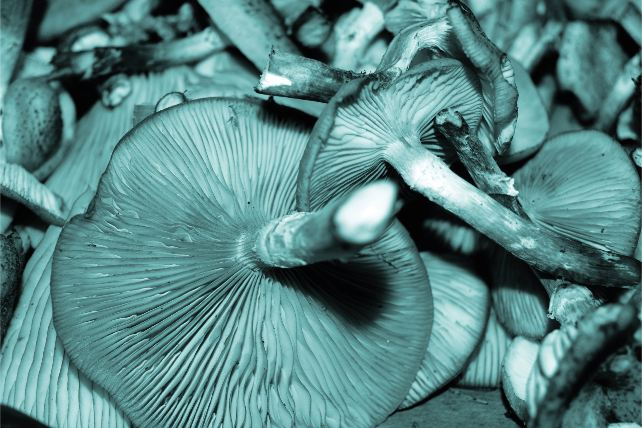 Mantel individual patrón primer plano de hongo - TenVinilo