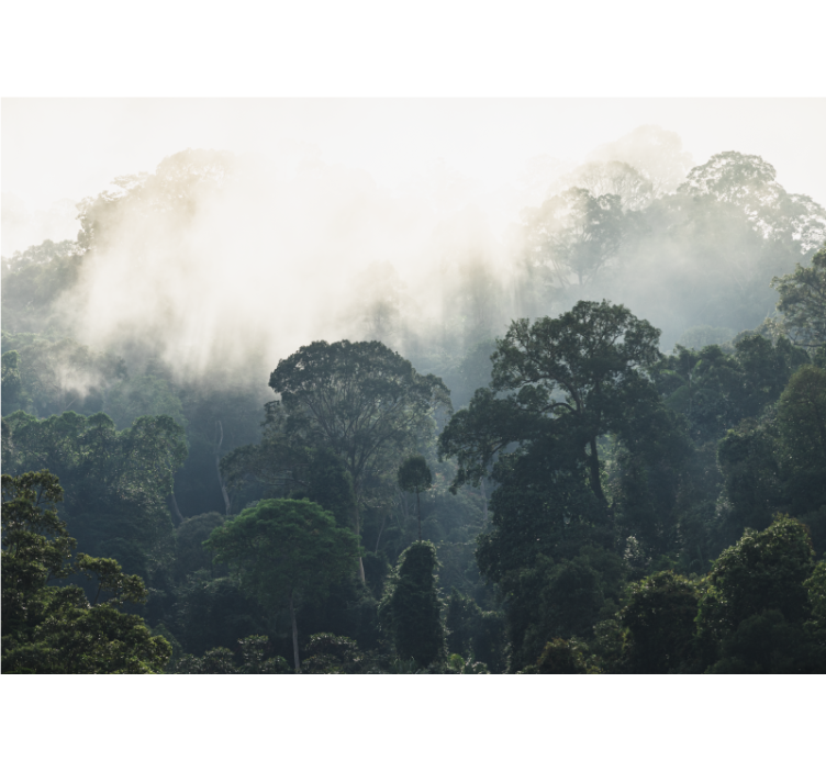 Fotomural naturaleza vista del bosque nebuloso - TenVinilo