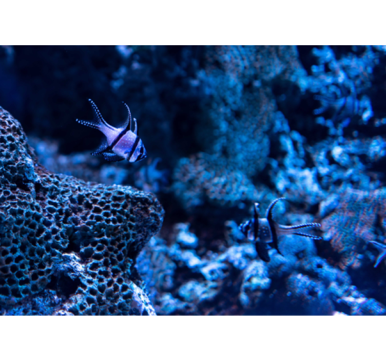 Fotomural animales peces de arrecife de coral - TenVinilo
