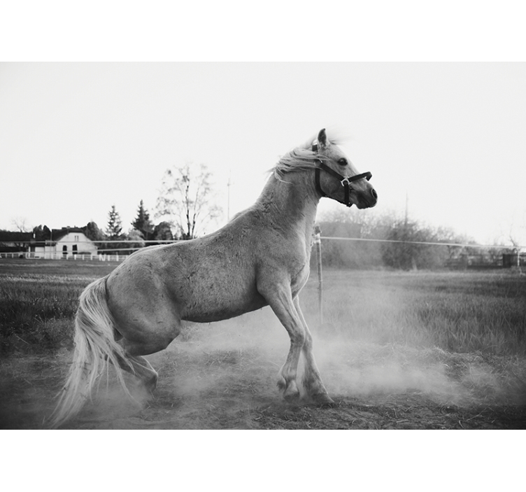 Fotomural animales pony galopante - TenVinilo