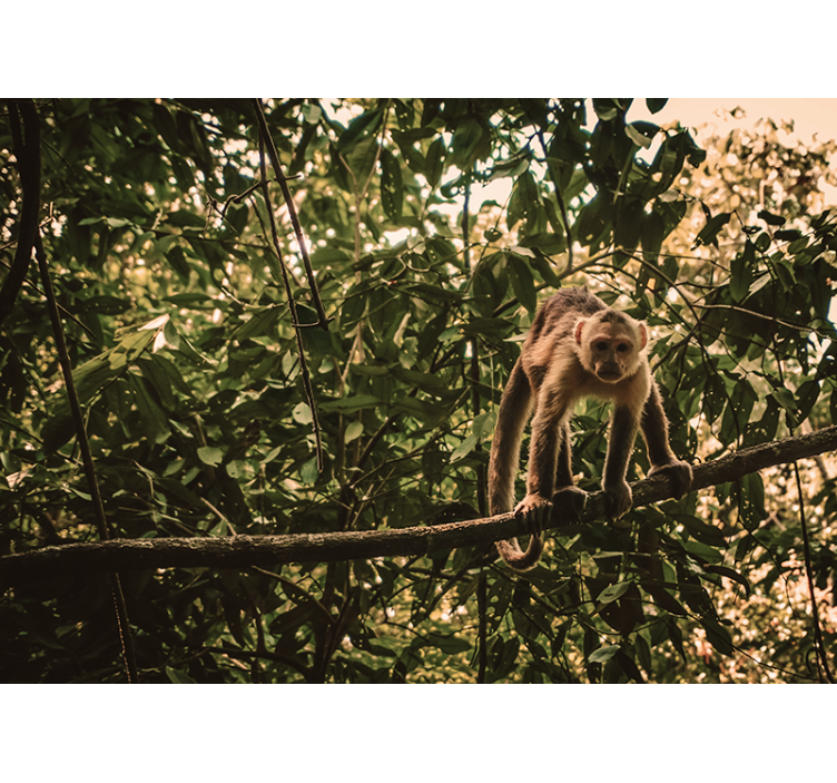 Fotomural animales mono en la rama - TenVinilo