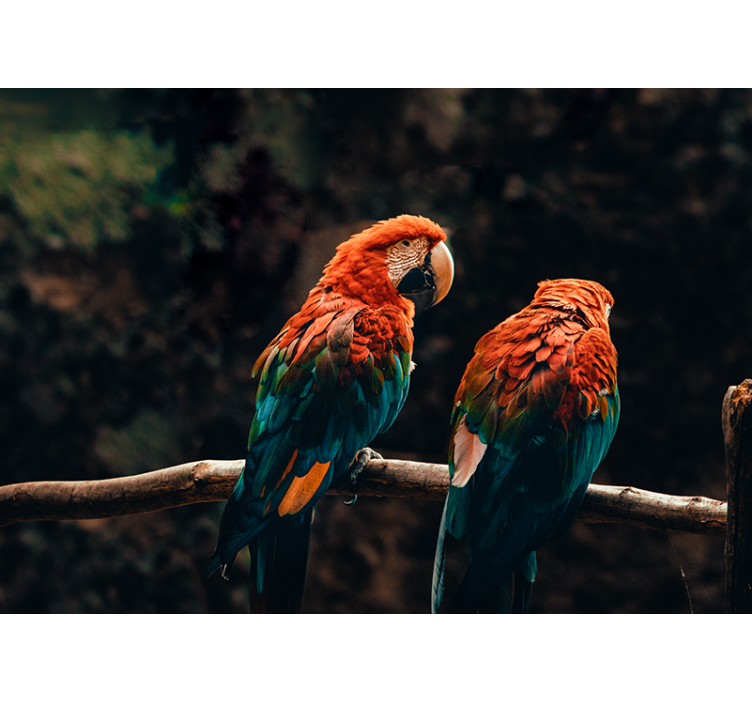 Fotomural animales loros coloridos juntos - TenVinilo