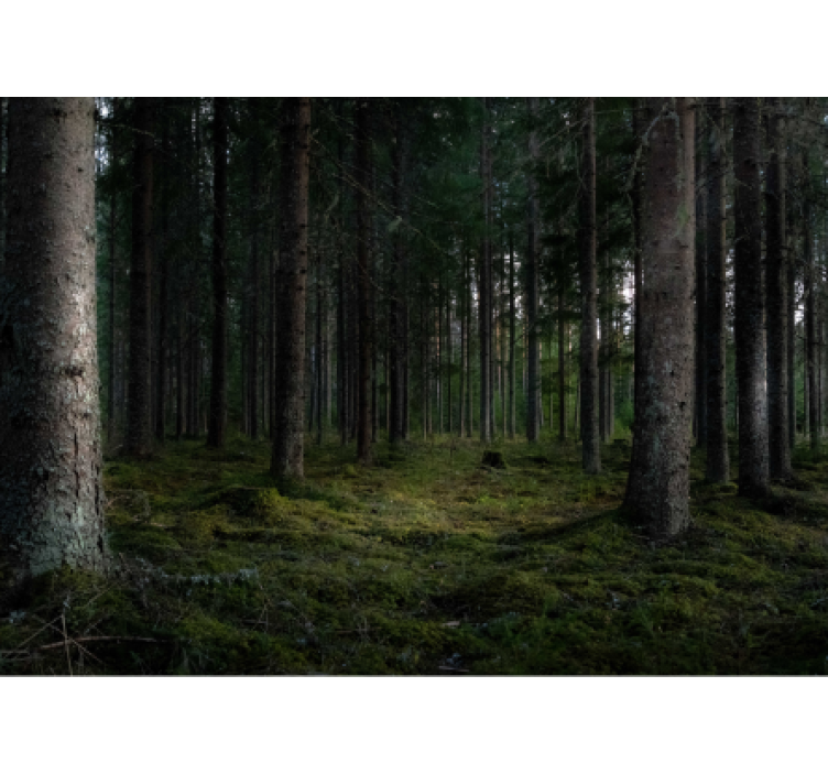 Fotomural bosque escena de bosque frondoso - TenVinilo