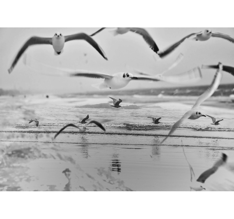Fotomural animales gaviotas sobre el océano - TenVinilo