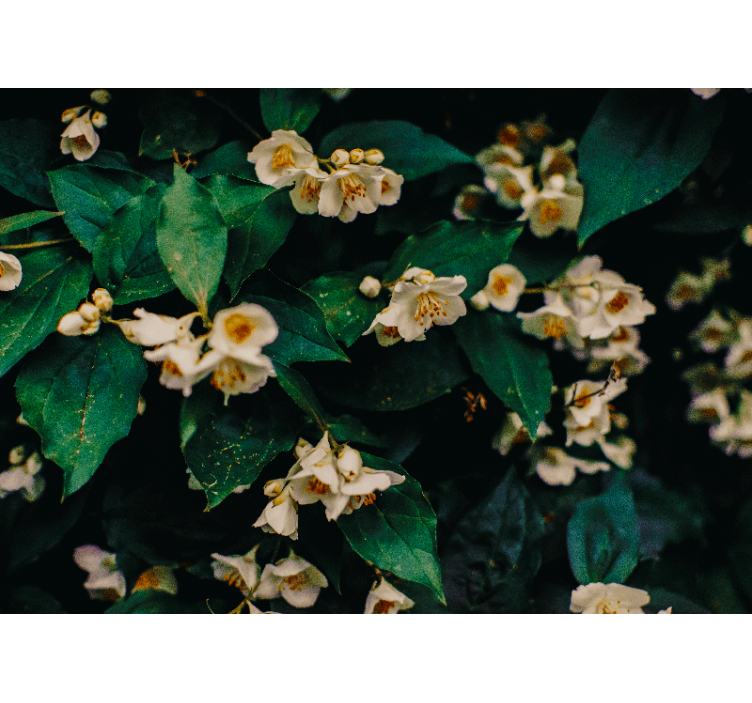 Mural de pared flores pétalos blancos delicados - TenVinilo