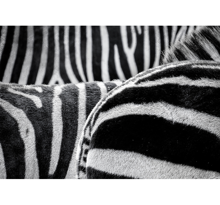 Fotomural animales rayas de cebra realistas - TenVinilo