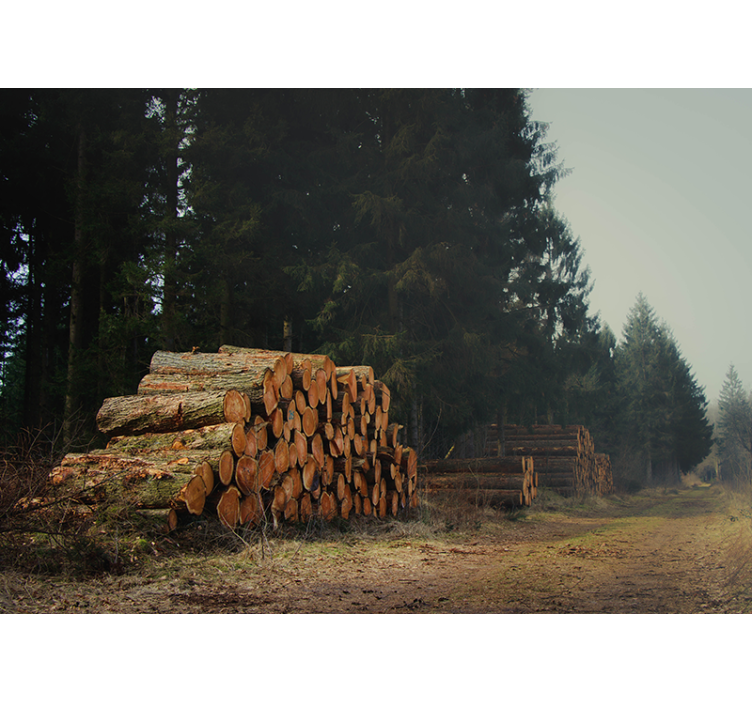 Papel pintado bosque apilamientos de madera en el bosque - TenVinilo