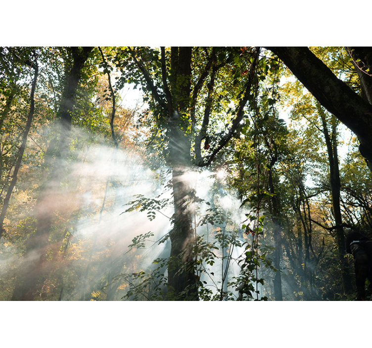 Papel pintado bosque atmósfera de bosque serena - TenVinilo