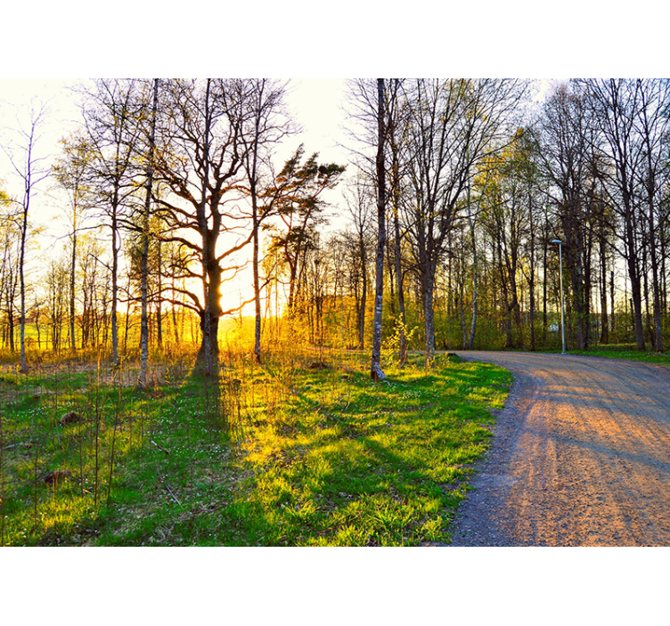 Fotomural naturaleza sendero soleado del bosque - TenVinilo