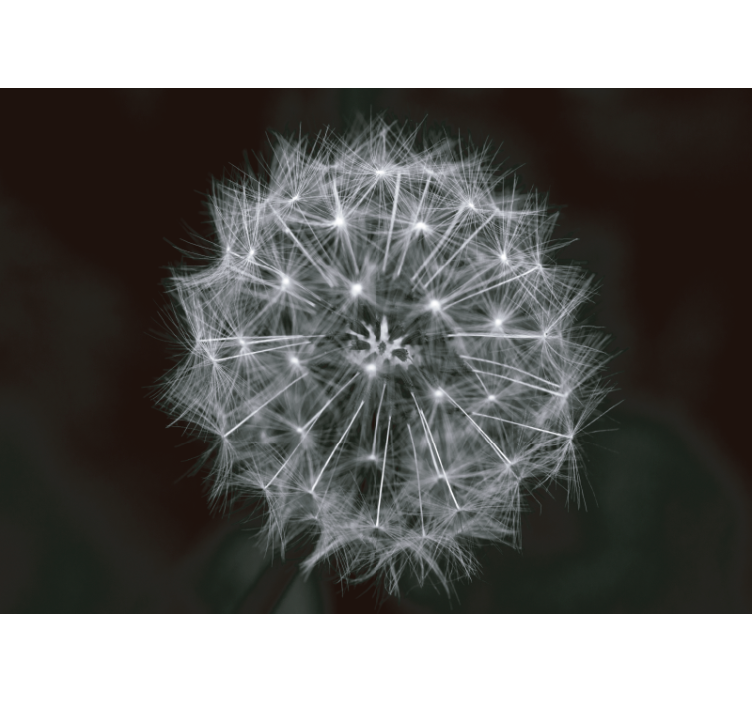 Fotomural diente de león Flor de bola de globo gris - TenVinilo