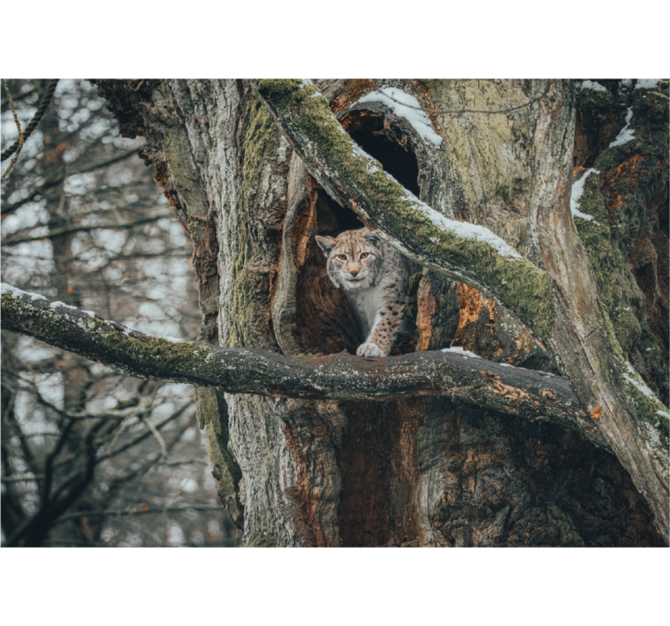 Fotomural animales lince en el árbol - TenVinilo