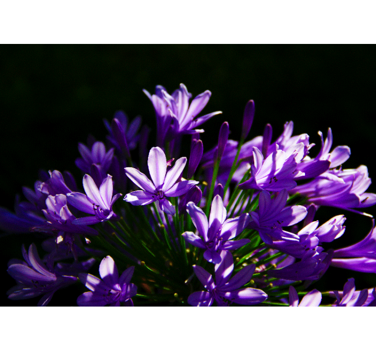 Mural de pared flores belleza floral púrpura - TenVinilo