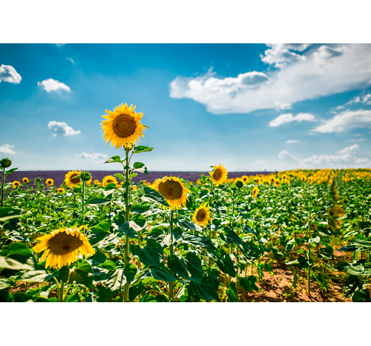 Mural de pared flores la felicidad del campo de girasoles - TenVinilo