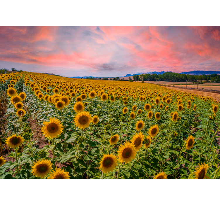 Mural de pared flores campo de girasoles - TenVinilo