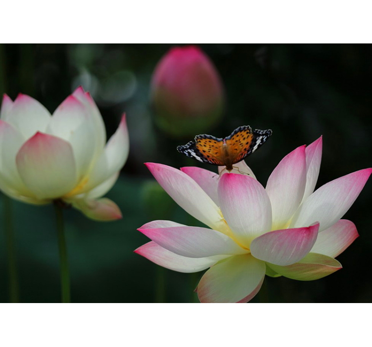 Mural de pared flores elegante flor de loto - TenVinilo