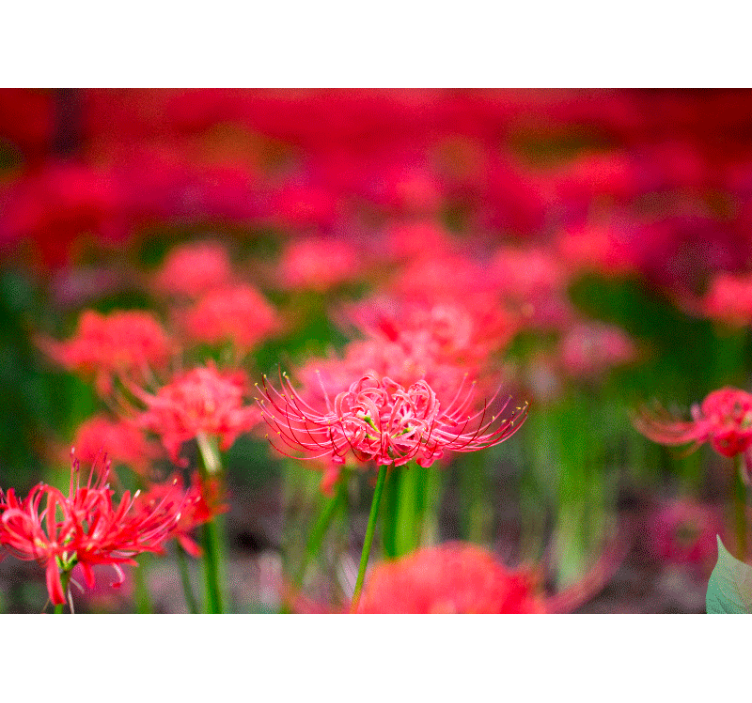 Fotomural de amapolas flores carmesí vivas - TenVinilo