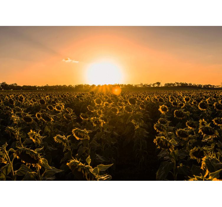 Mural de pared flores pradera de girasoles al atardecer - TenVinilo
