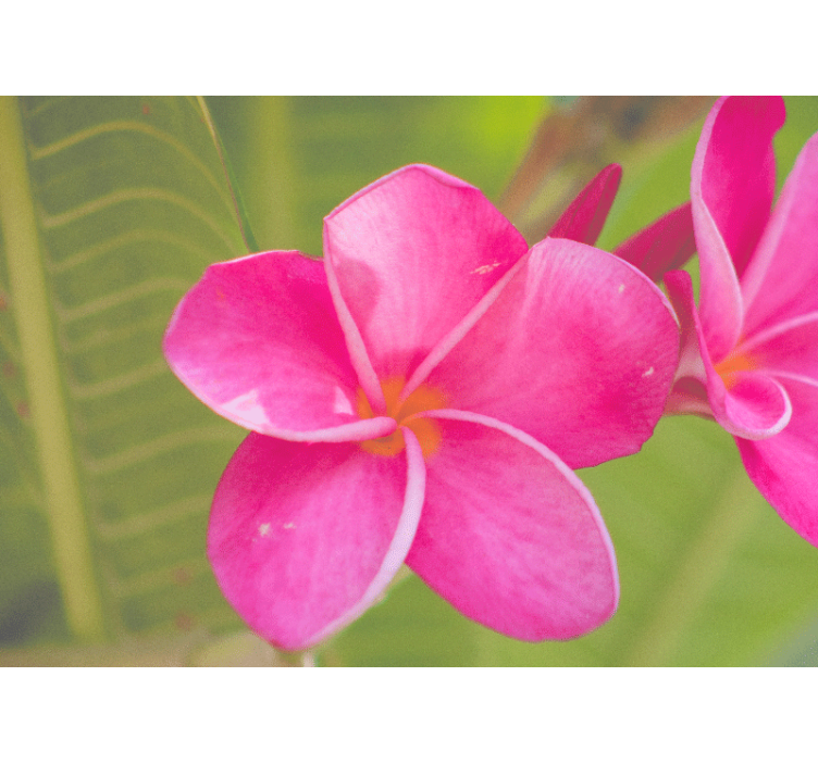 Mural de pared flores acento floral rosa - TenVinilo