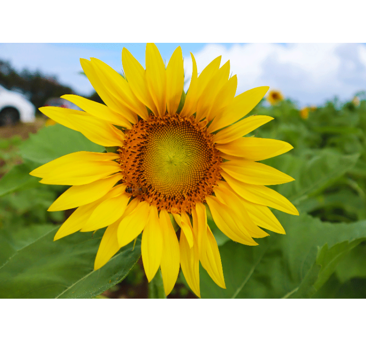 Mural de pared flores belleza en flor de girasol - TenVinilo