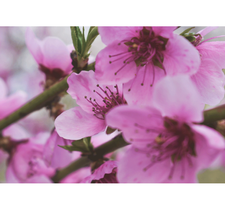 Fotomural de amapolas flores rosadas radiantes - TenVinilo