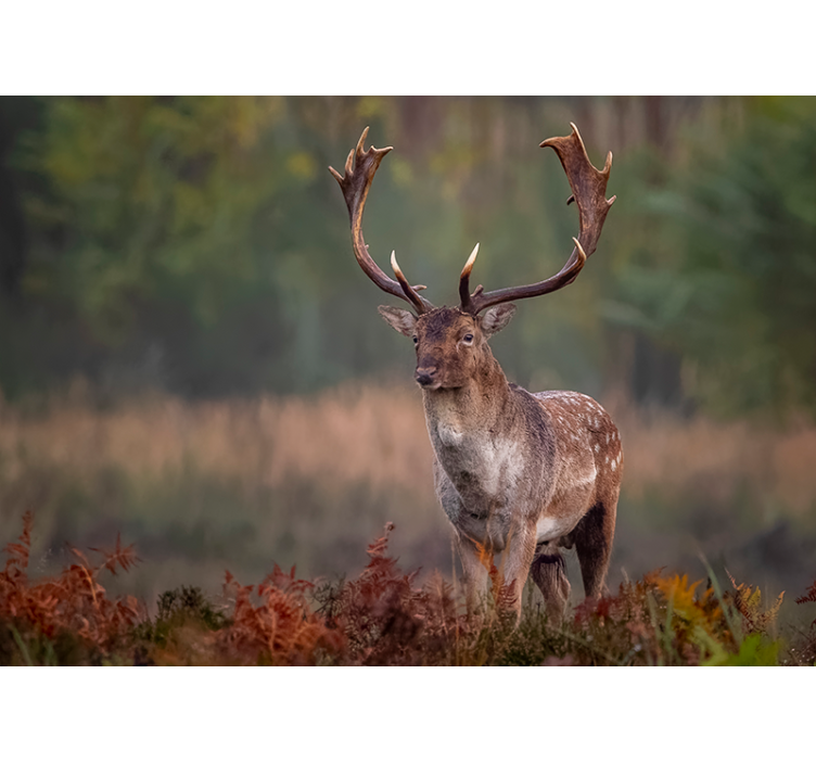 Fotomural animales presencia de ciervo majestuoso - TenVinilo