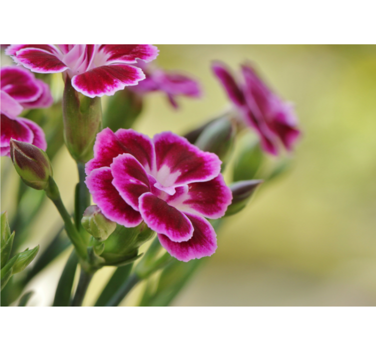 Fotomural de amapolas delicia floral - TenVinilo