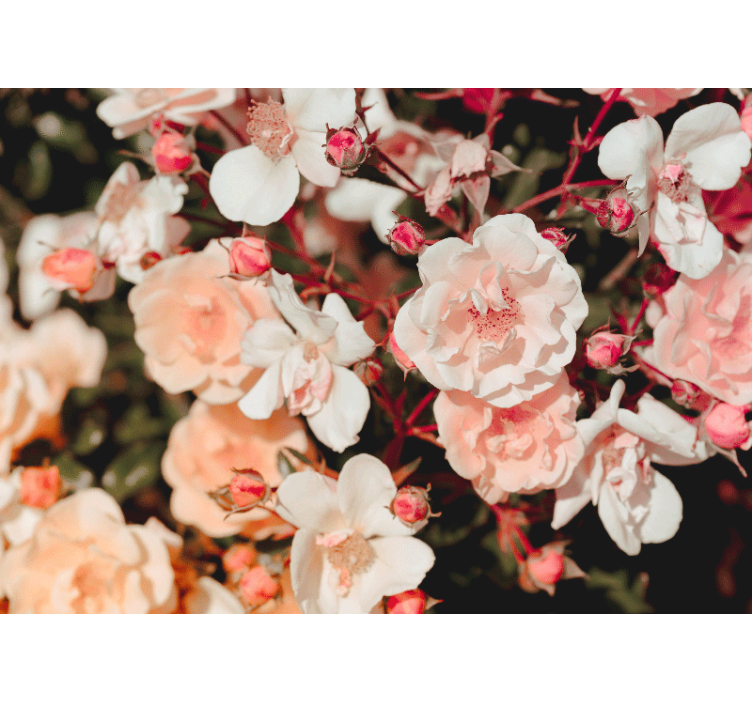 Mural de pared flores pétalos de rosa en flor - TenVinilo
