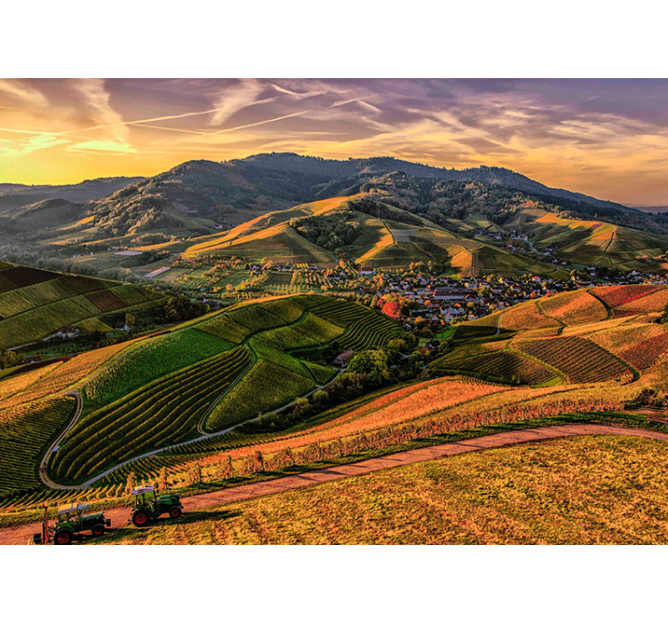 Papel pintado paisaje vista exuberante del viñedo - TenVinilo