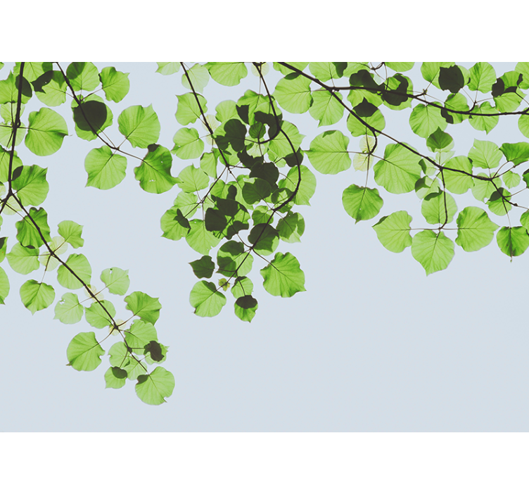 Fotomural árboles dosel de ramas frondosas - TenVinilo