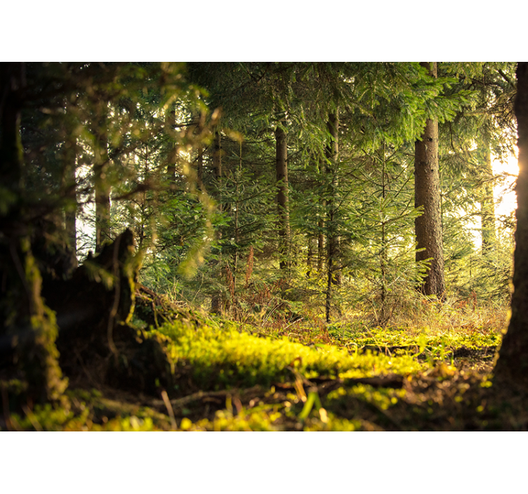 Fotomural bosque paisaje verde sereno - TenVinilo