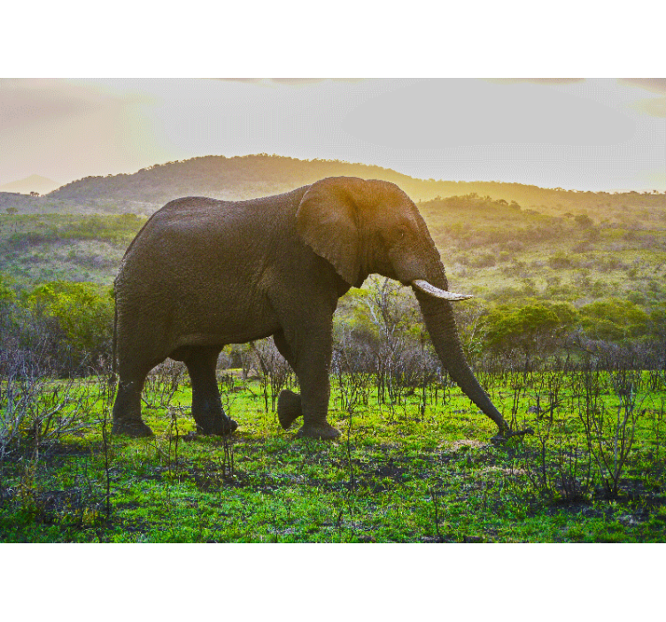 Fotomural animales escena del elefante majestuoso - TenVinilo
