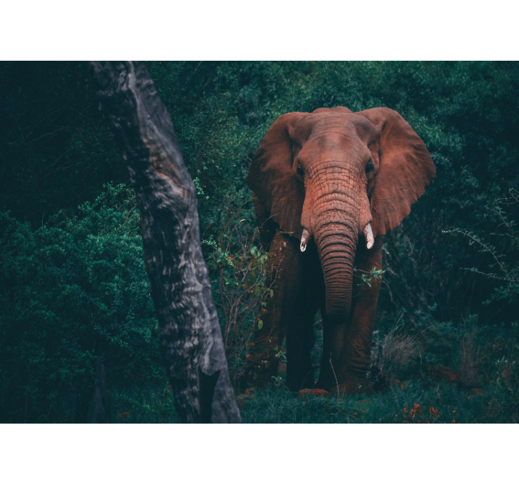 Fotomural animales presencia del elefante majestuoso - TenVinilo