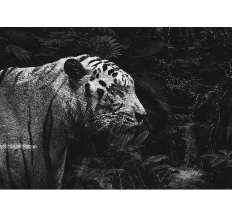 Fotomural animales majestuoso tigre blanco - TenVinilo