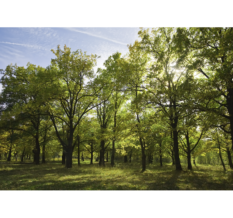 Fotomural naturaleza paisaje frondoso y vivo - TenVinilo