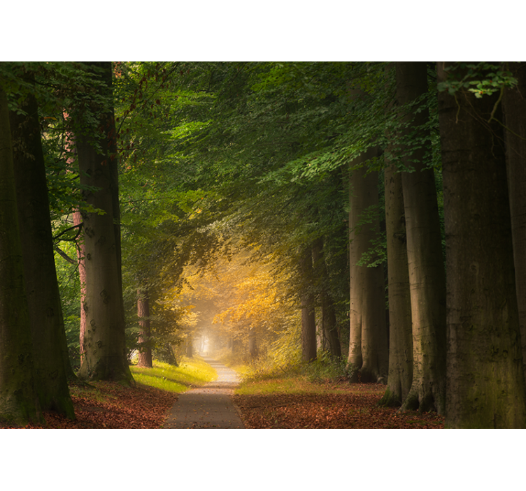 Fotomural naturaleza escena del sendero forestal - TenVinilo